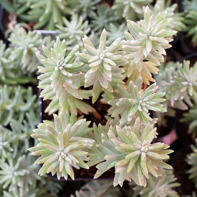 Sedum griseum - June