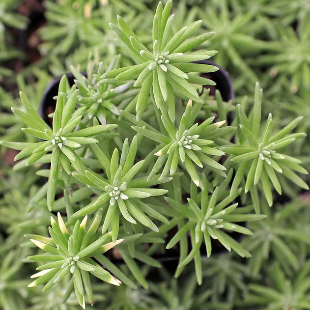 Sedum griseum