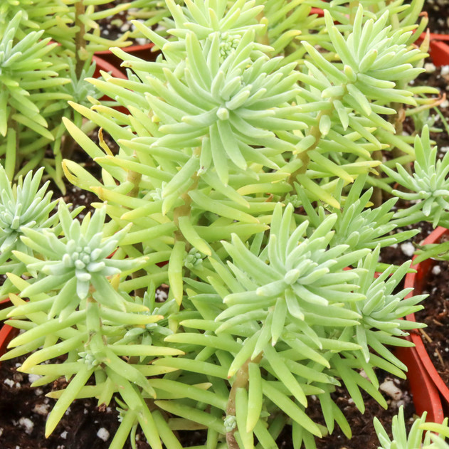Sedum griseum