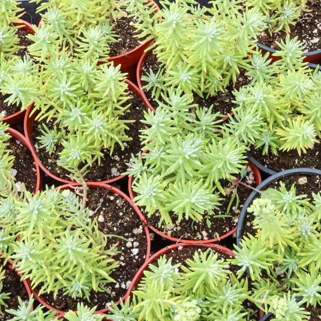 Sedum griseum