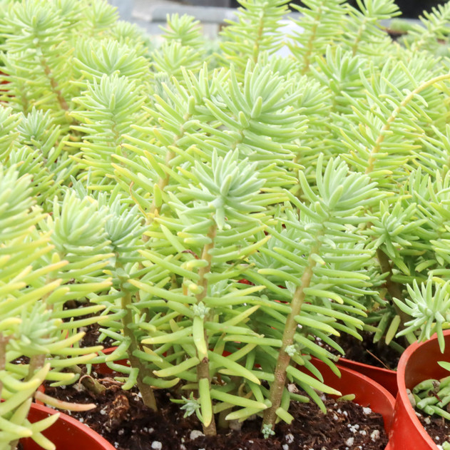 Sedum griseum