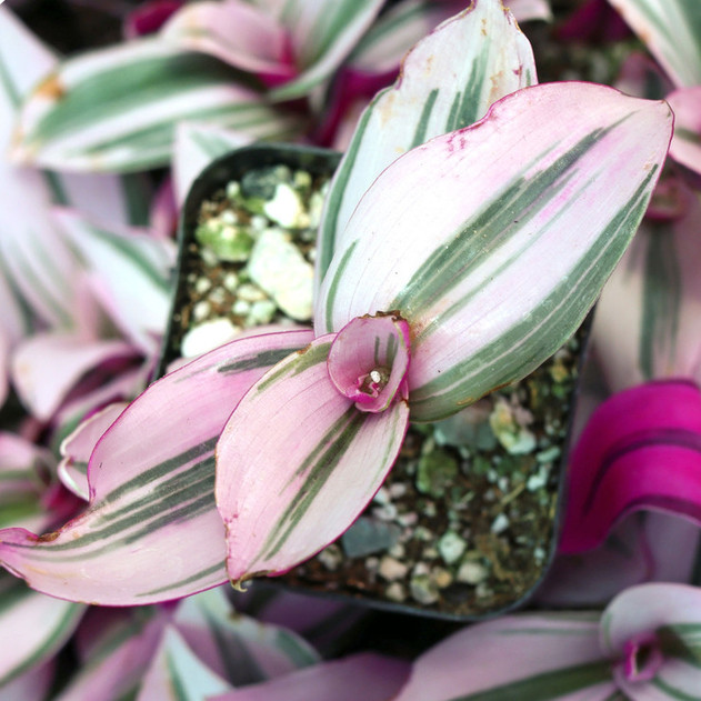 Tradescantia cerinthoides 'Pink Furry' - May