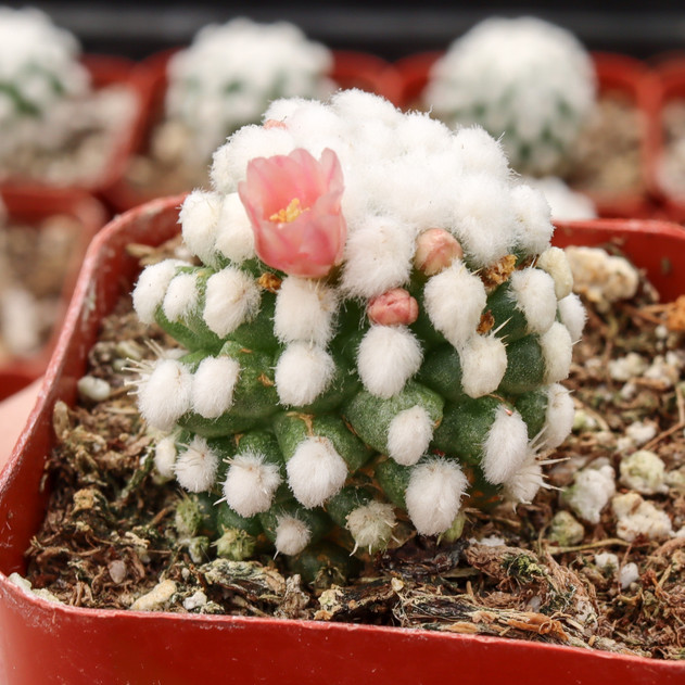 Mammillaria gracilis 'Oruga'