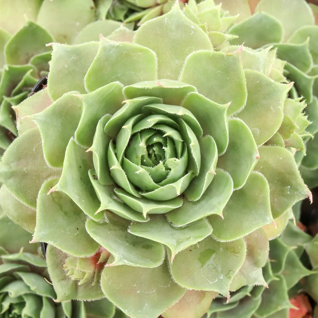 Sempervivum 'Summerwine' - October