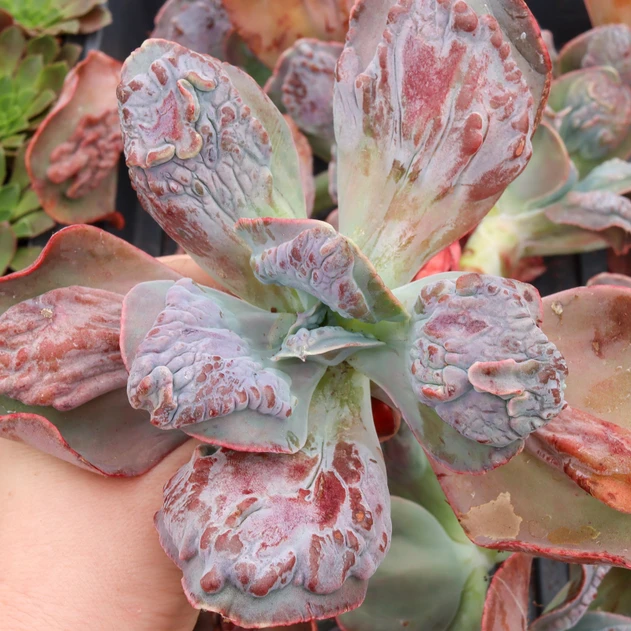 Echeveria 'Lilac Frost' - bare root