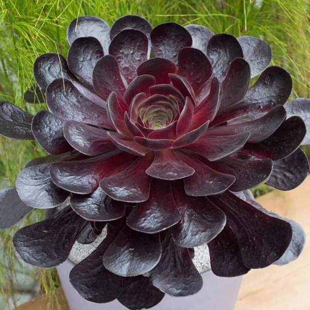 Semponium 'Destiny' - Mature