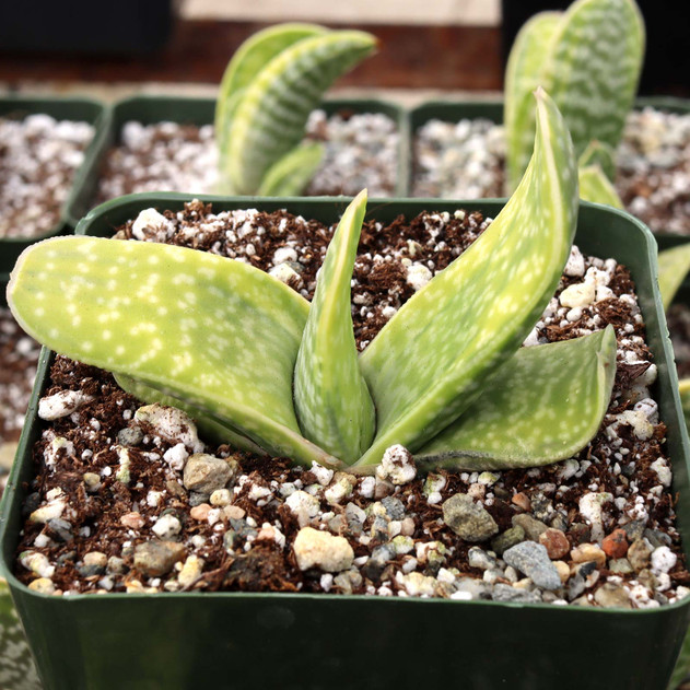 Gasteria bicolor f. variegata [large]
