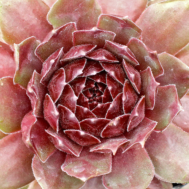 Sempervivum 'Brock' - May