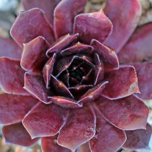 Sempervivum 'Brock' (Outdoors) - May