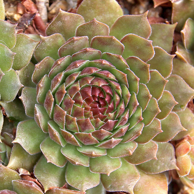 Sempervivum 'Brock' (Outdoors) - August