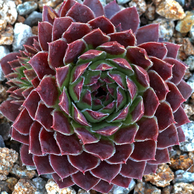 Sempervivum heuffelii 'Jowan' (Outdoors) - May