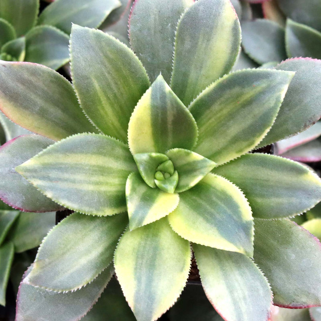 Aeonium lancerottense f. variegata