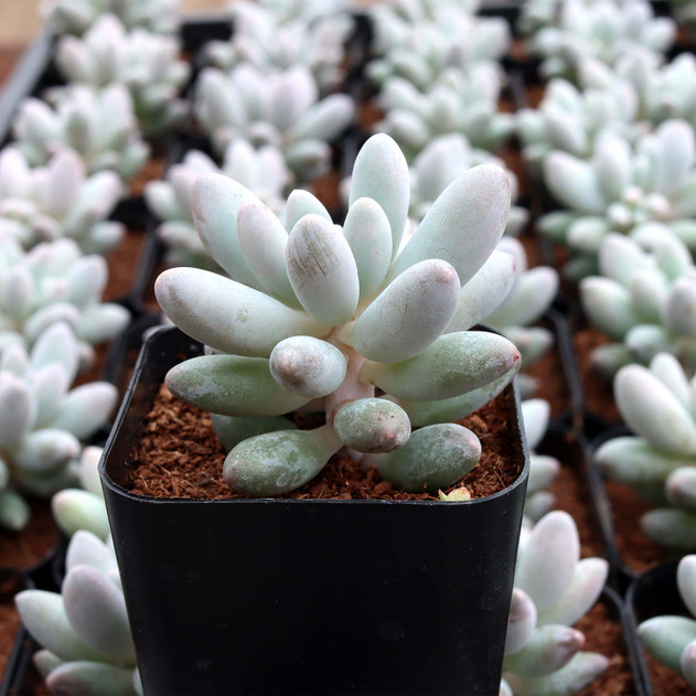 Pachyphytum brevifolium