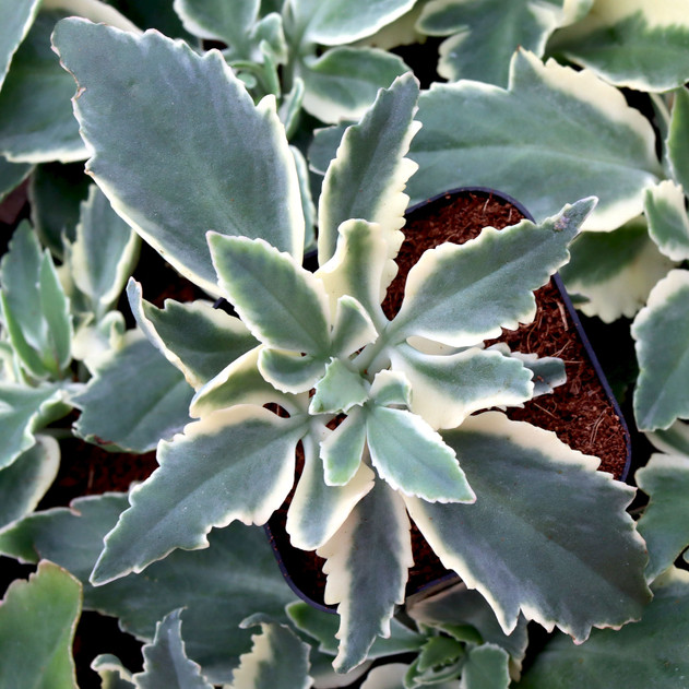 Kalanchoe lobata f. variegata