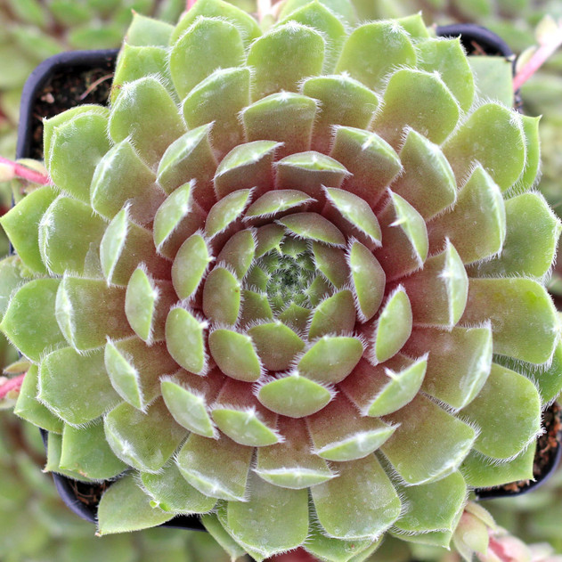 Sempervivum 'Canada Kate' (Mature) - May
