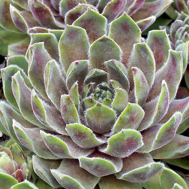 Sempervivum 'Canada Kate' (Mature)