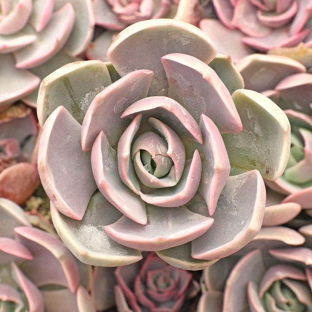Echeveria 'Elora'