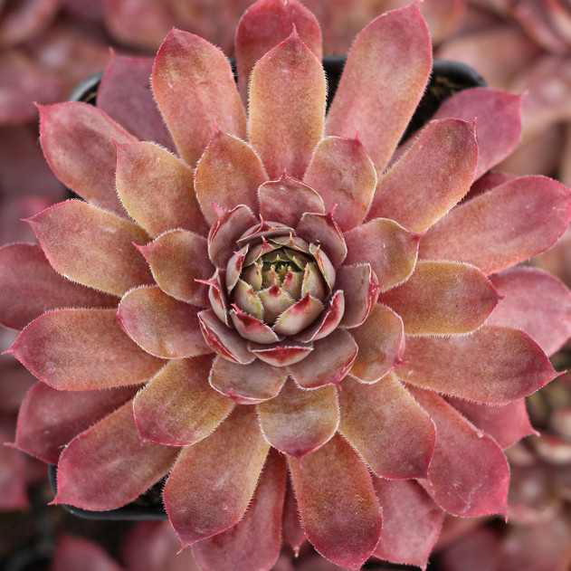 Sempervivum 'Compte de Congae' (Mature) - April