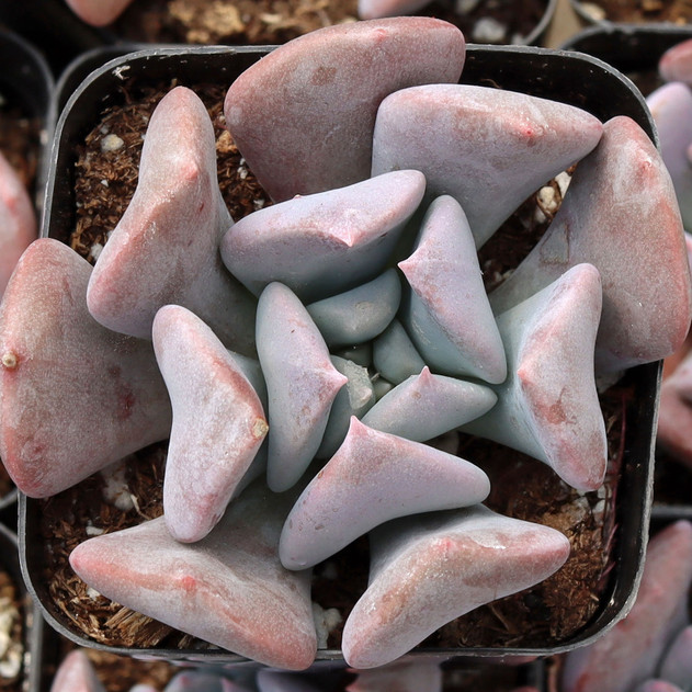 Graptoveria 'Cupid'