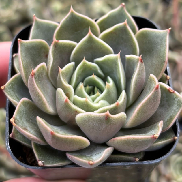 Echeveria 'Romance'