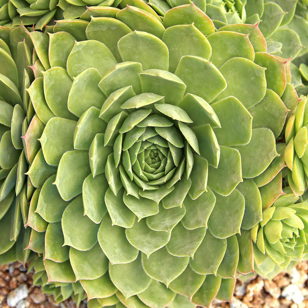 Sempervivum 'Charolensis' (Mature) - August