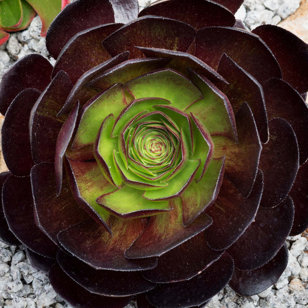 Semponium 'Vortex' - Mature