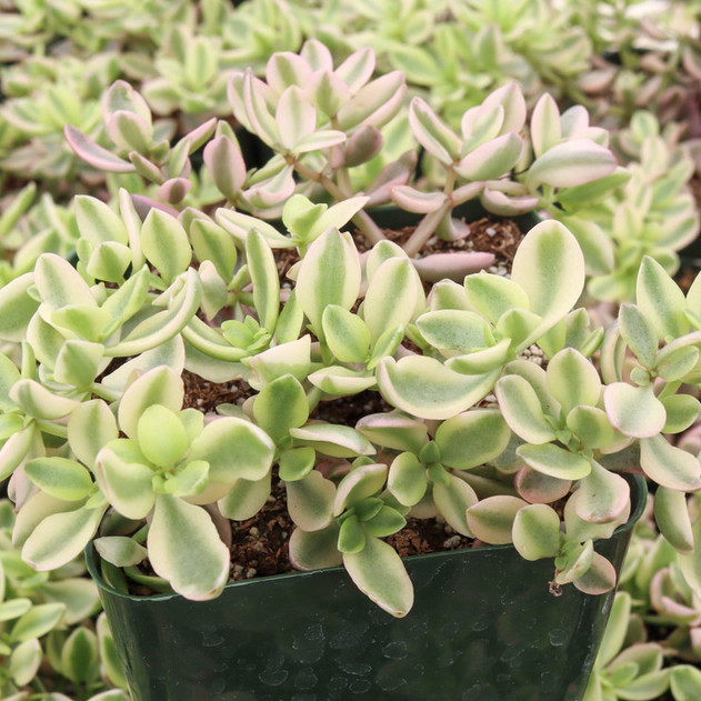 Crassula volkensii f. variegata [large]