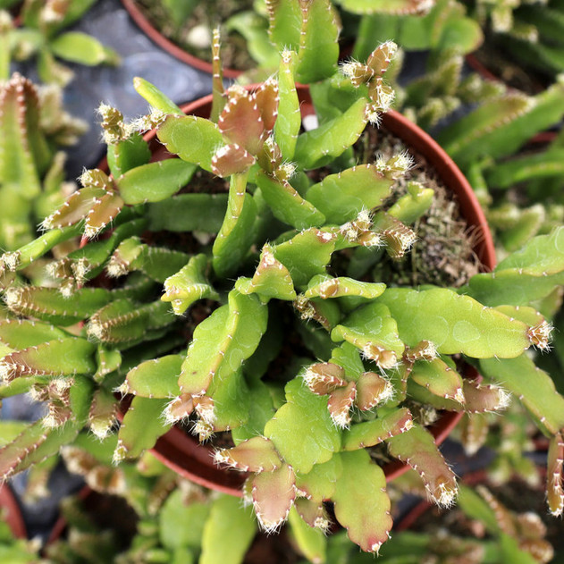 Rhipsalis micrantha f. rauhiorum