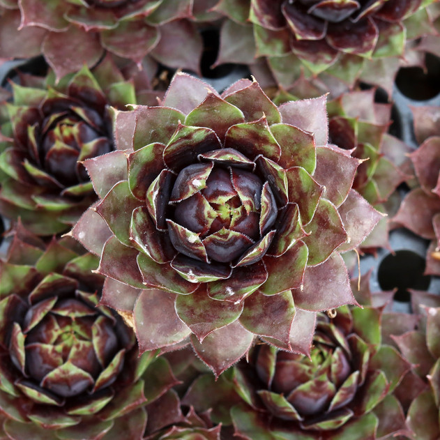 Chick Charms® Cranberry Cocktail™ [plug]