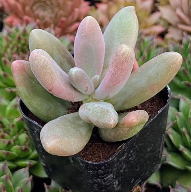 Pachyphytum 'Captain Jessop'
