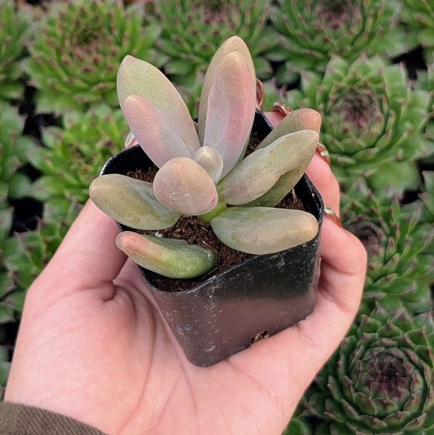 Pachyphytum 'Captain Jessop'