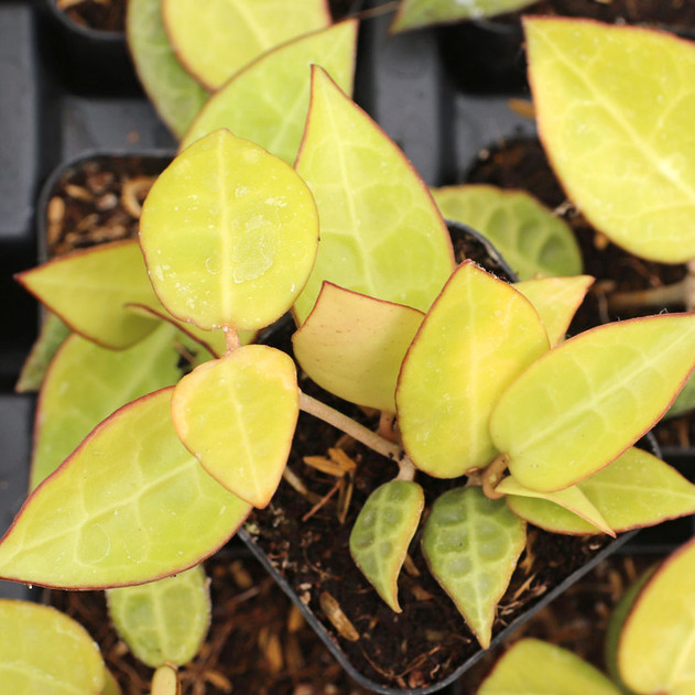 Hoya parasitica 'Black Margin' - Wax Plant- August