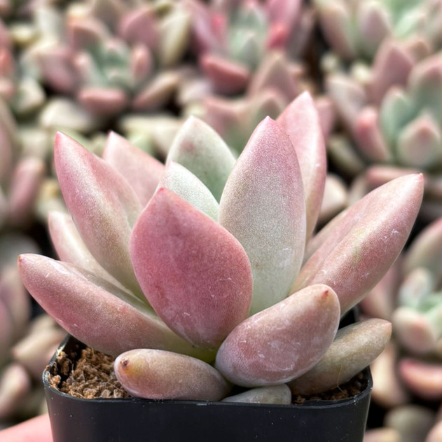 Graptoveria 'Pink Donna'