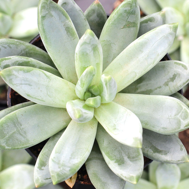 Pachyveria 'Bea' (Young) - October