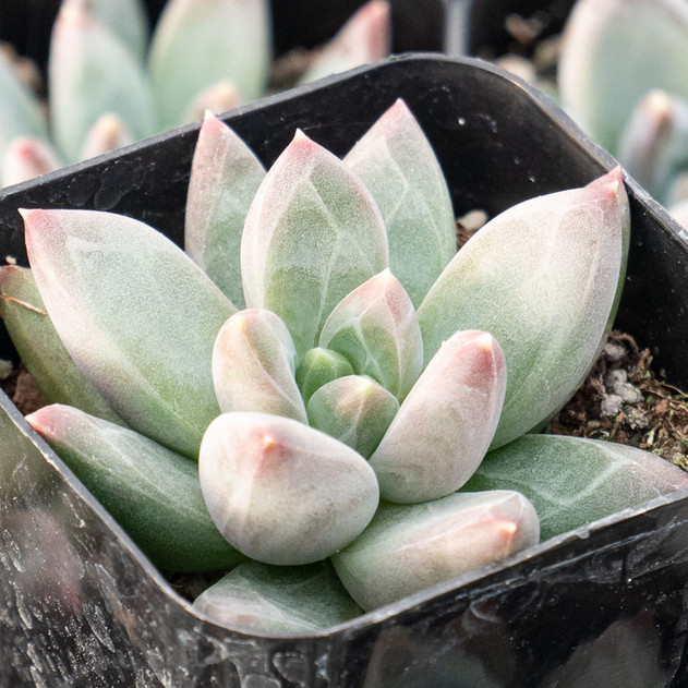 Pachyveria 'Bea'