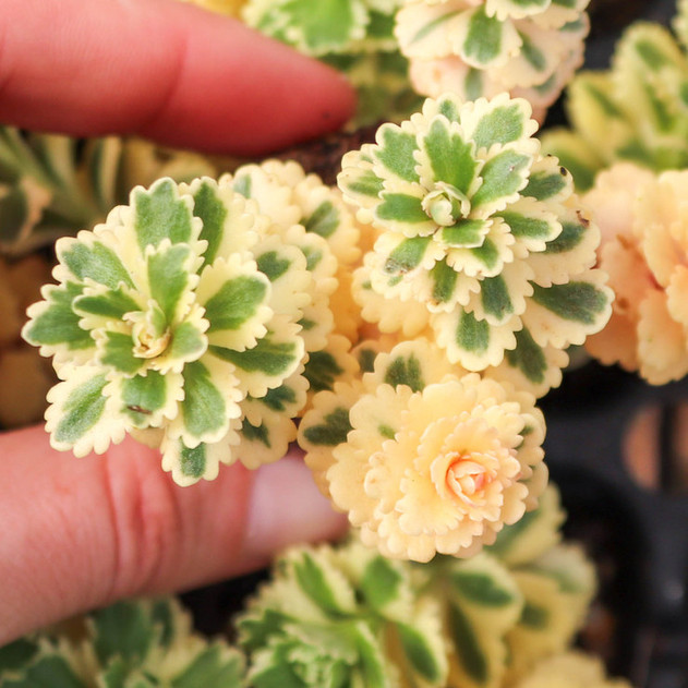 Sedum takesimense Atlantis® 'Nonsitnal' [plug] - March