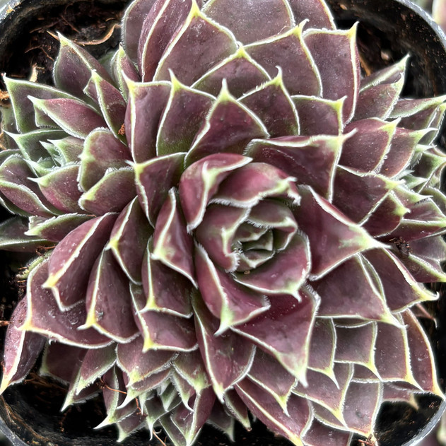 Sempervivum heuffelii 'Alceme'