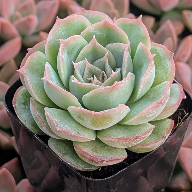 Echeveria 'Bonita Rotunda'