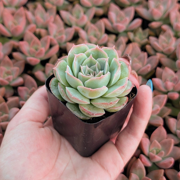 Echeveria 'Bonita Rotunda'