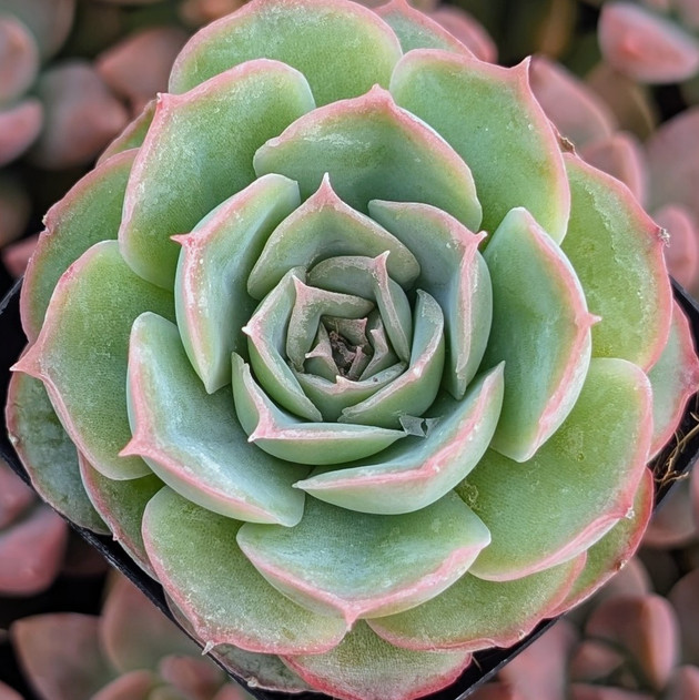 Echeveria 'Bonita Rotunda'