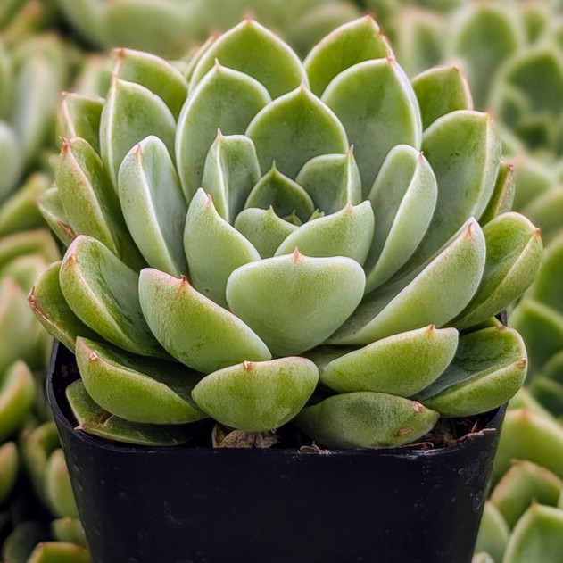 Echeveria 'Chico'