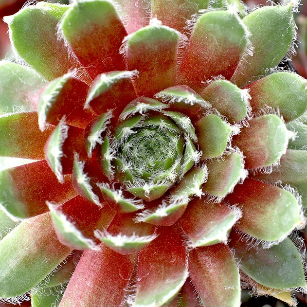 Sempervivum 'Donar Rose' (Young) - May
