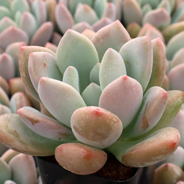 Echeveria 'Grosso'