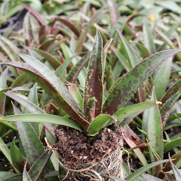 Mangave 'Thunderbird'