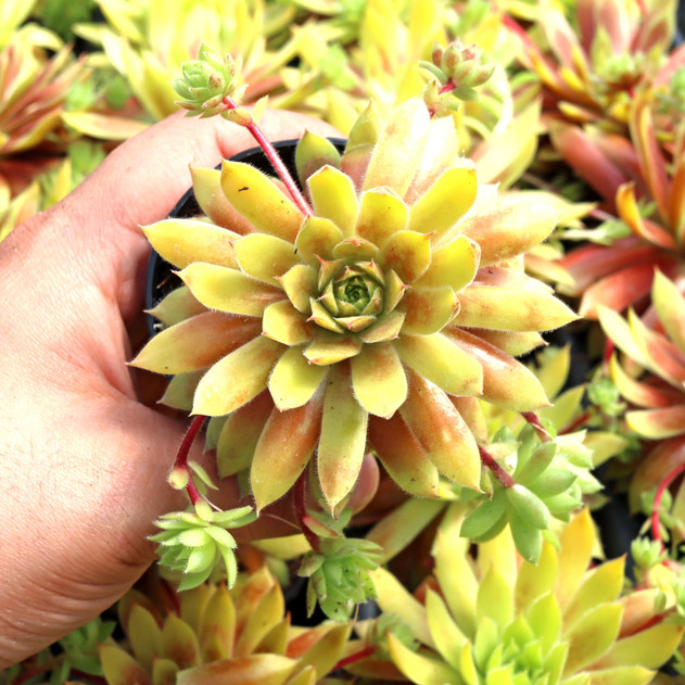 Chick Charmlettes® Princess Polly™