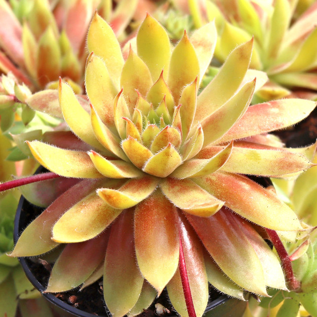 Chick Charmlettes® Princess Polly™