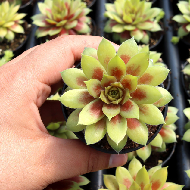 Chick Charmlettes® Darlin' Dottie™