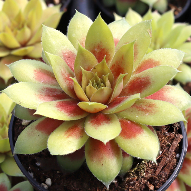 Chick Charmlettes® Darlin' Dottie™