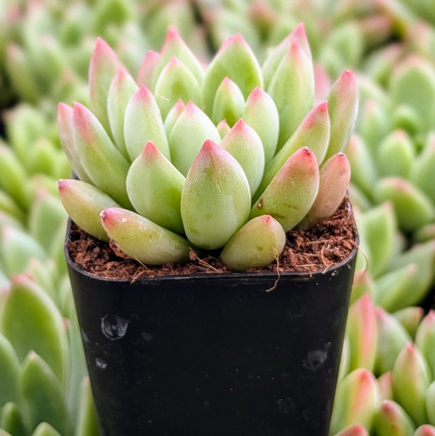 Echeveria 'Princess'