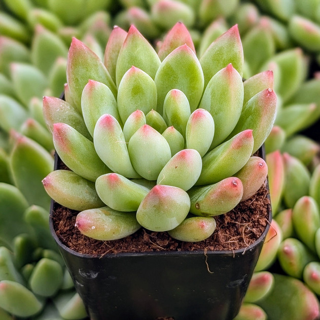 Echeveria 'Princess'